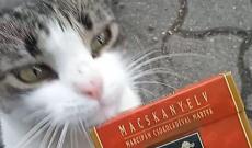 Az utca macskája