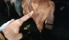 A ló szerete