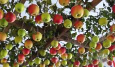 Almabál Székelyhodoson