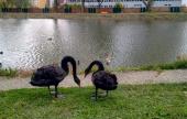 A Május kert fekete hattyúi