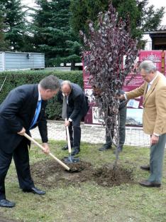 A magyar-macedón barátságot jelképező fák elültetése: a nagykövet úr és a polgármester úr ásnak, Farkas Bertalan pedig segédkezik