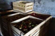 Bio almalét is készítenek