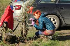 Az önkéntesek a rózsabokrokat is megmetszették